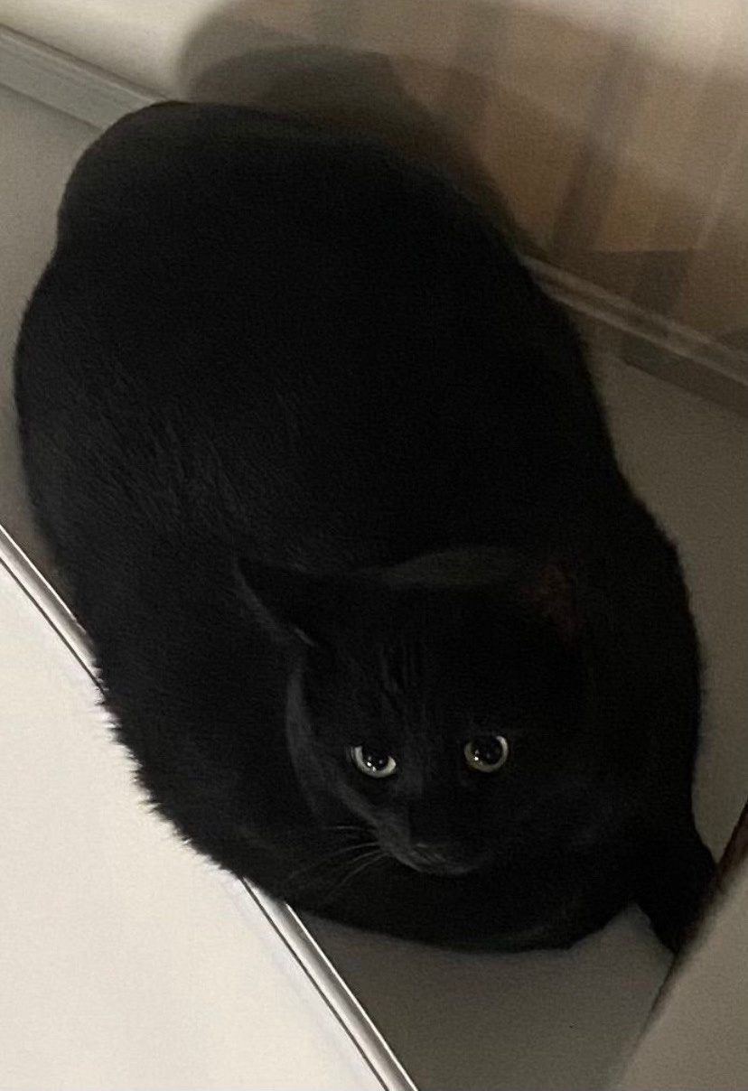 Ballin looking up at the camera from a corner, curled into a black circle